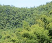 竹子的特點有哪些？